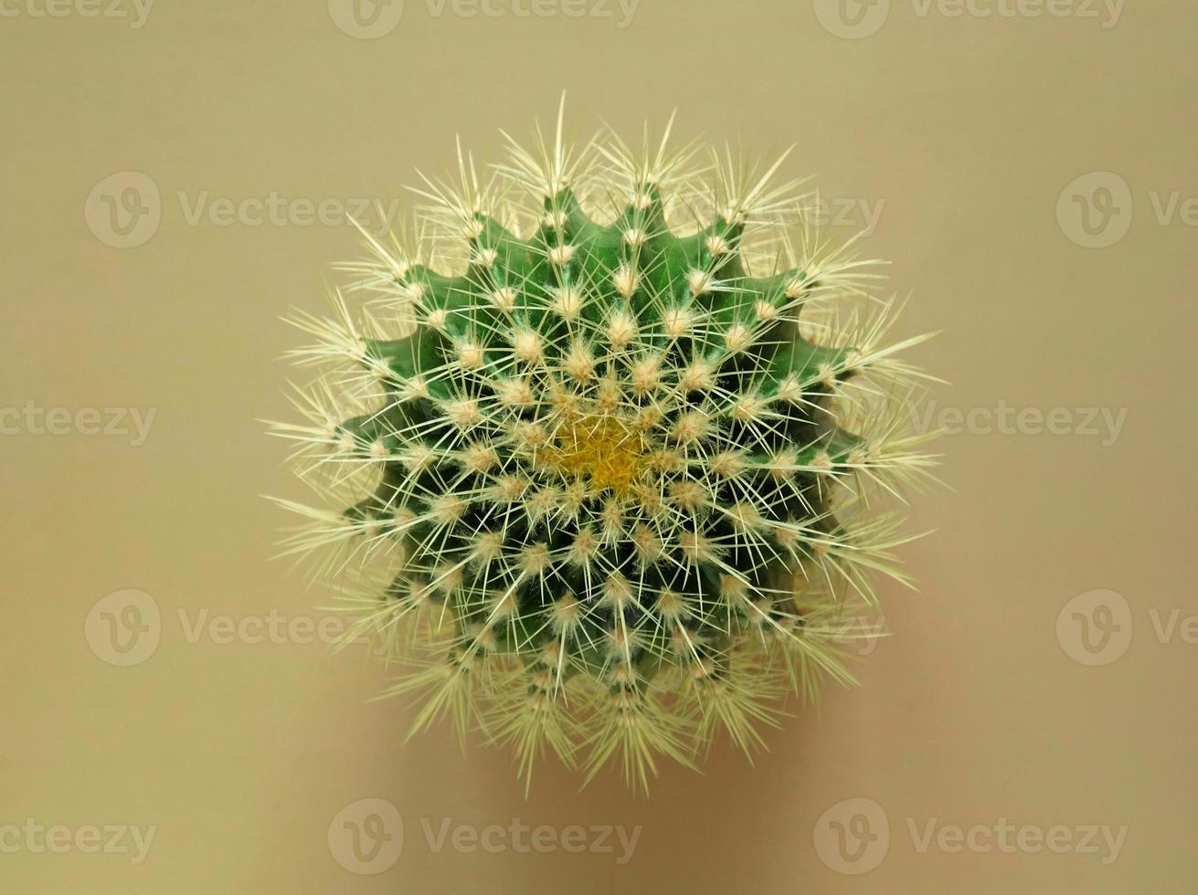 topp se av en grön kaktus med stor skarp ryggar på en färgad pastell bakgrund. krukväxt gyllene tunna kaktus, echinocactus grusonii växt. närbild, kopia Plats. foto