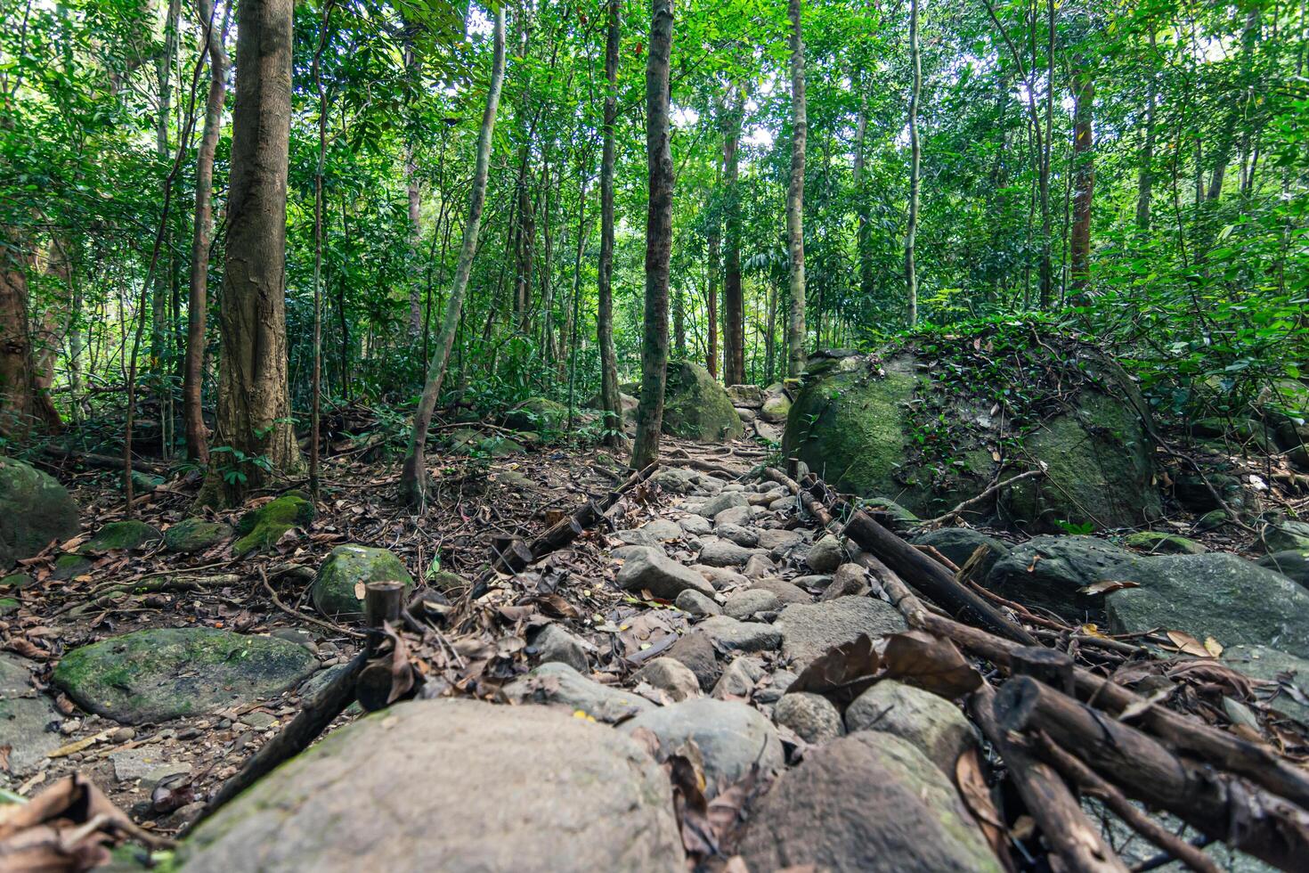 träd i skogen i Thailand foto