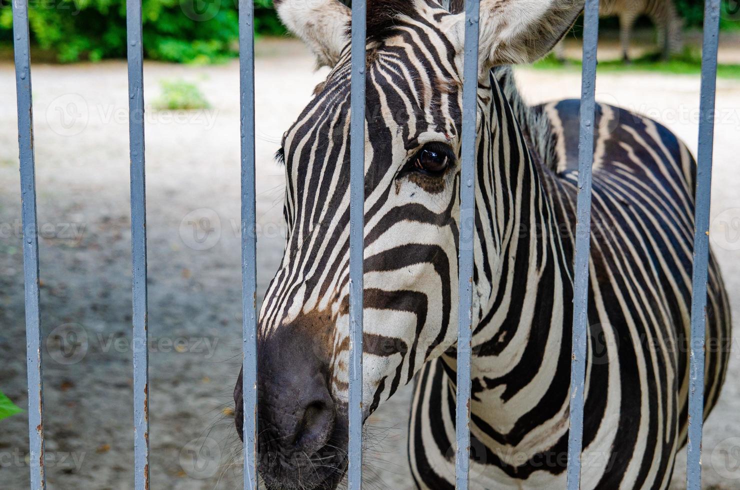 vild zebra bur, djur i fångenskap, missbruk foto