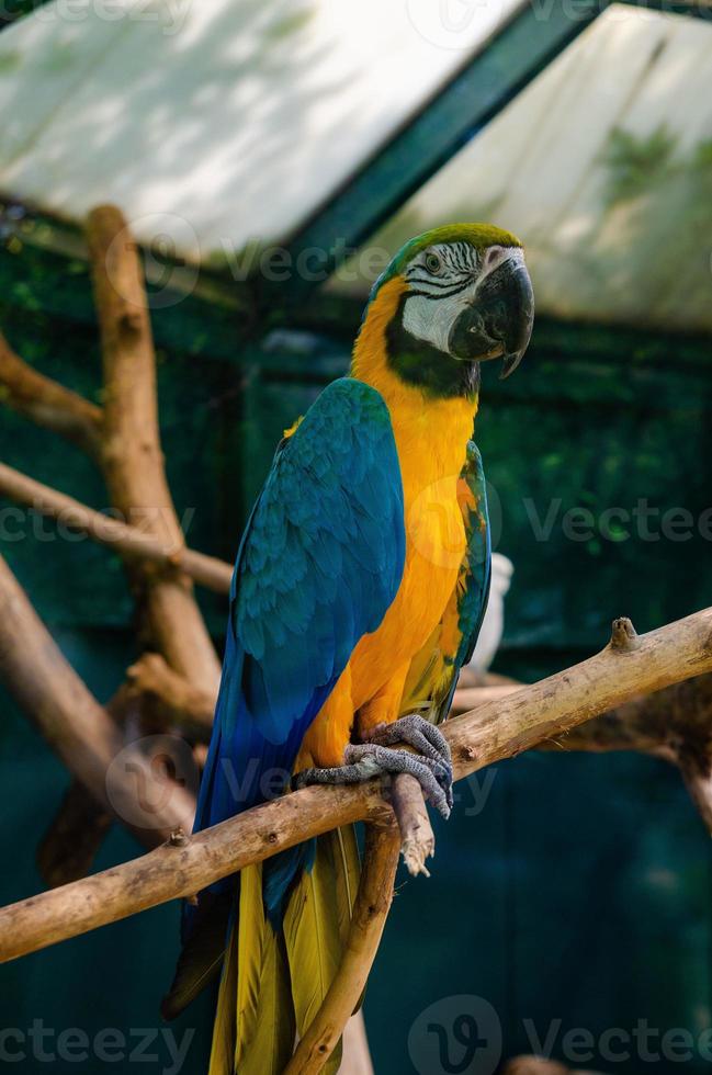 röd papegoja scharlakansrött ara, ara macao, fågel Sammanträde på de kompis träd trunk, panama. vilda djur och växter scen från tropisk skog. skön papegoja på grön träd i natur livsmiljö. foto