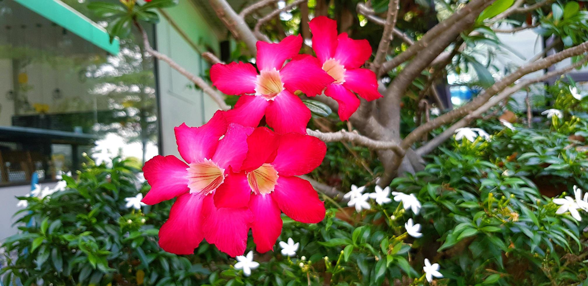 röd azalea, adenium eller öken- reste sig blomning med suddig grön löv och vit blomma bakgrund och kopia Plats. friskhet röd blomma i trädgård parkera. skönhet av flora och naturlig tapet begrepp. foto