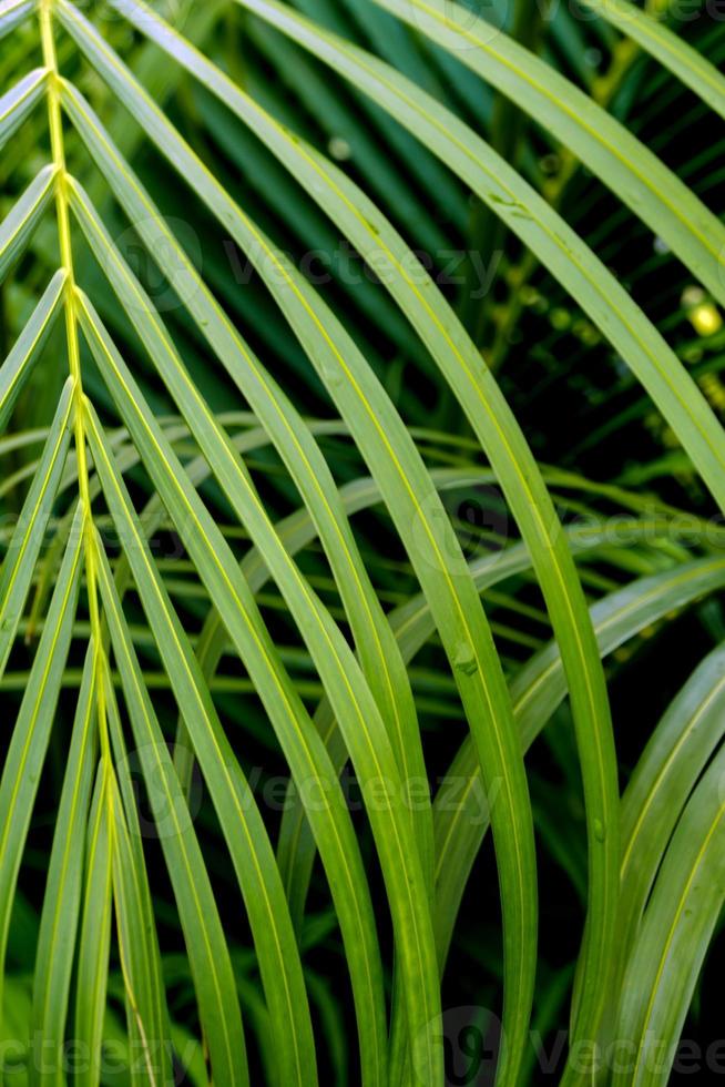 friskhet grön pinnately sammansatt blad palmblad foto