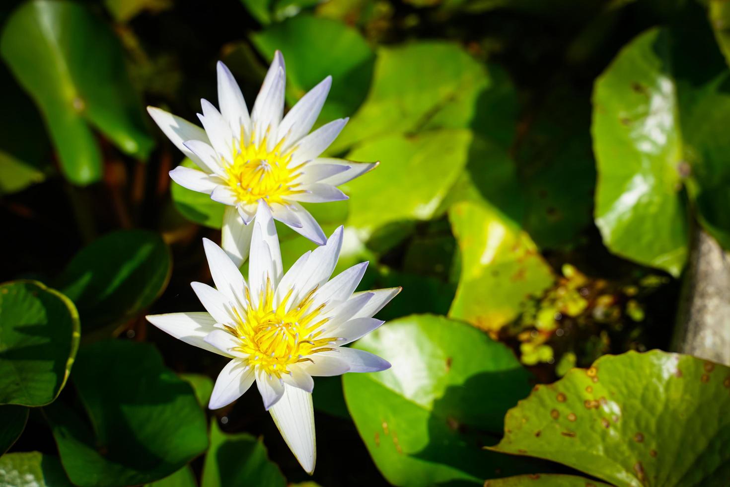 skön lotus blommor den där blomma i de morgon- solljus foto