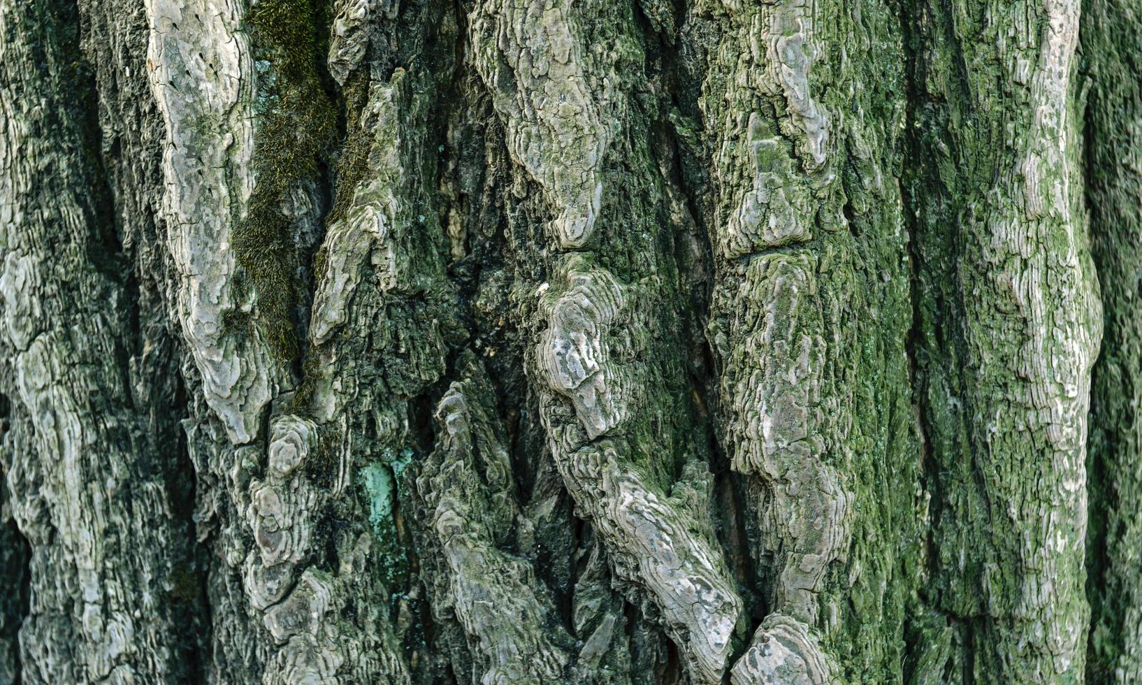 grön mossa på trädbark foto