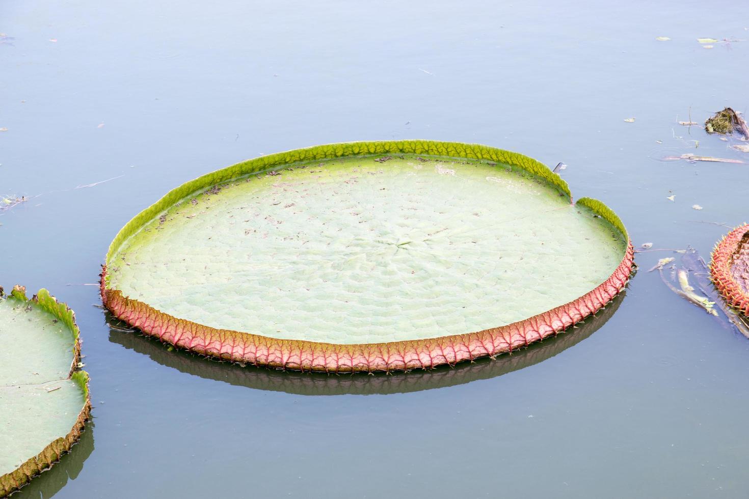 ett stort lotusblad foto