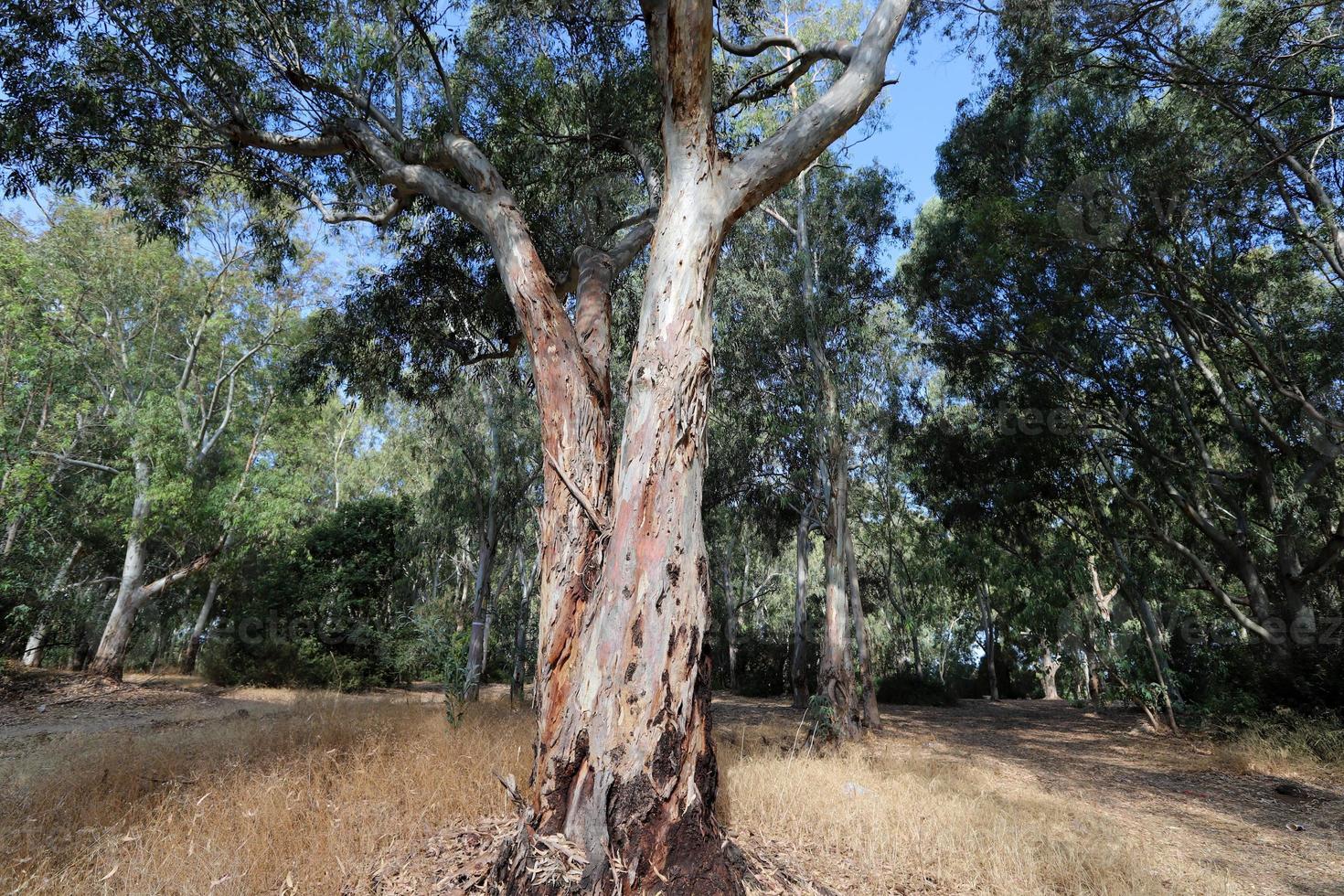 tät eukalyptus skog i nordlig Israel foto