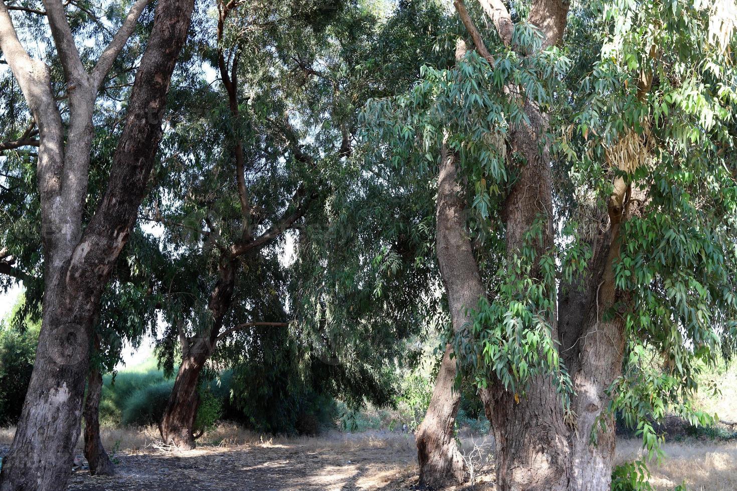 tät eukalyptus skog i nordlig Israel foto