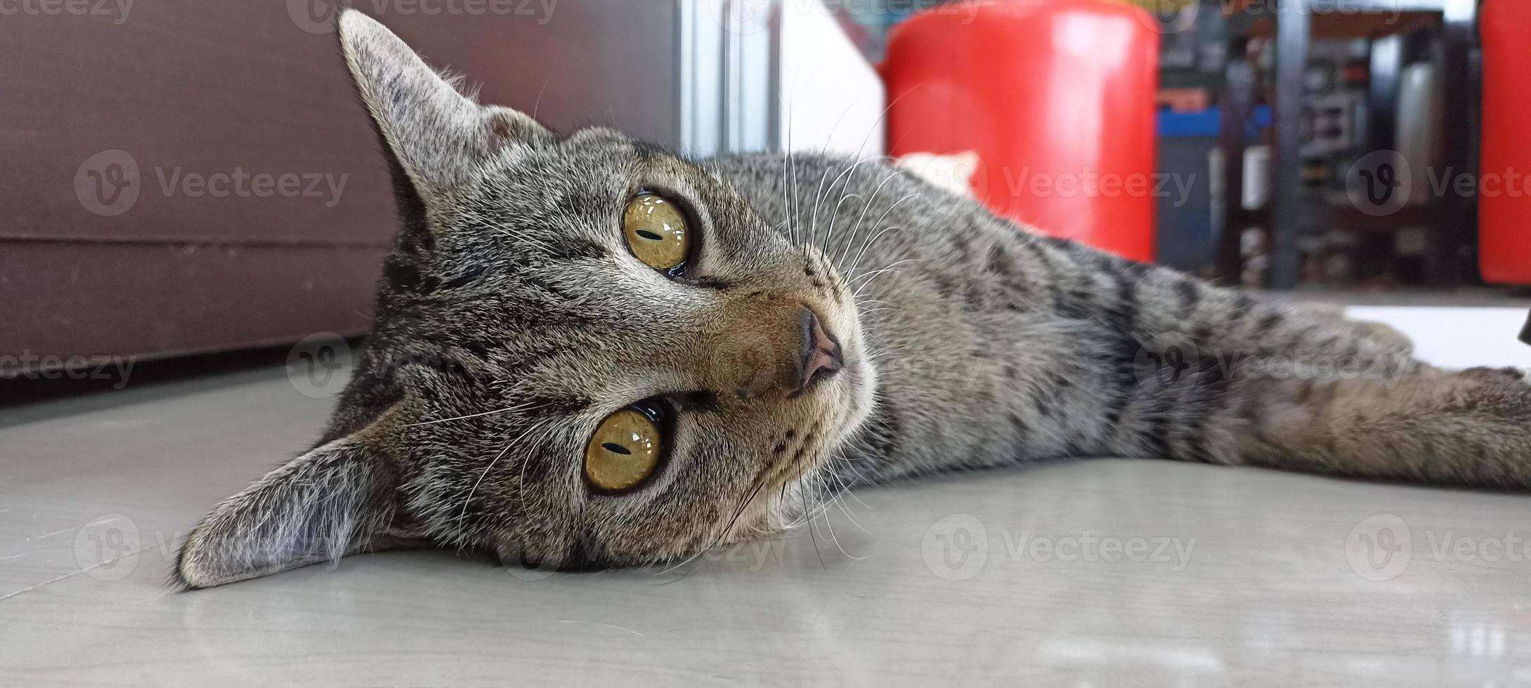 närbild Foto av kattens ansikte, sovande katt