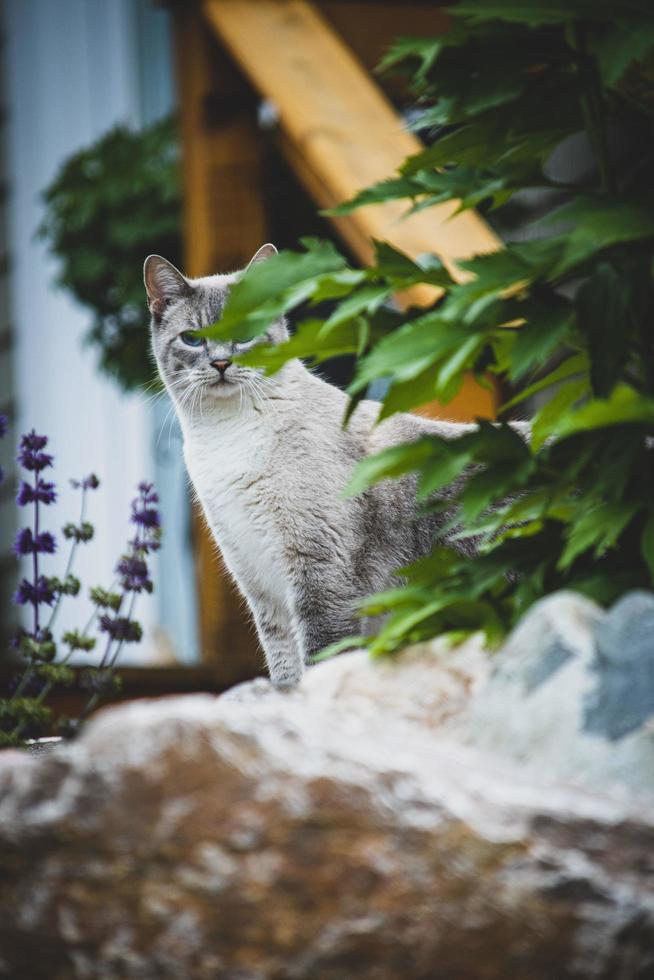 grå katt i trädgården foto