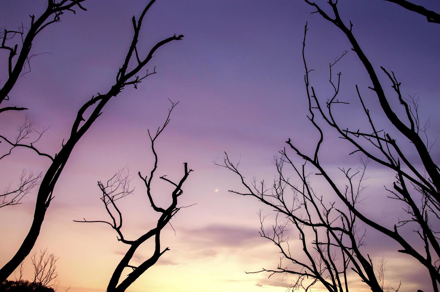 silhuett av träd grenar med skymning himmel foto