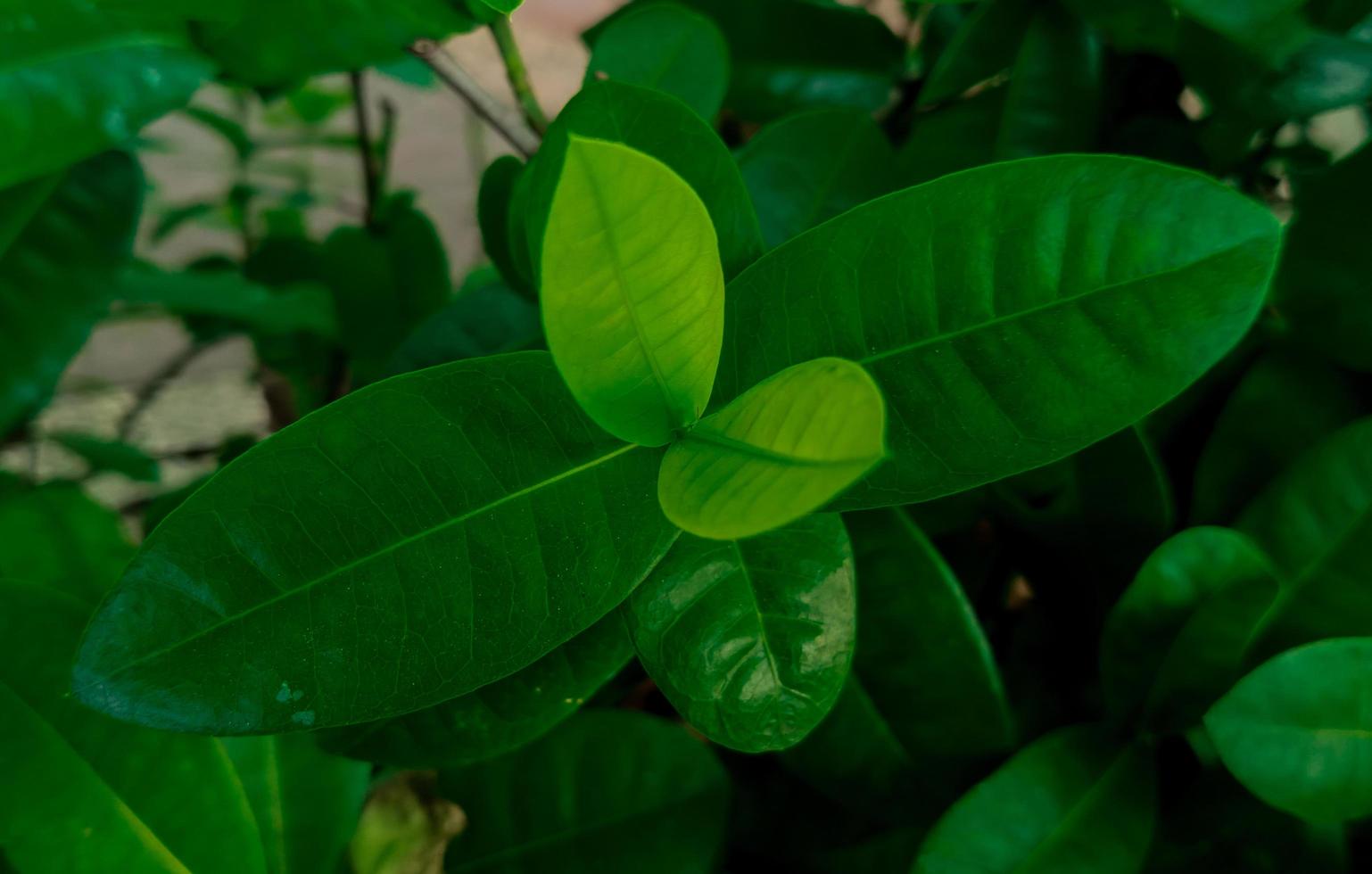 saraca asoca grön löv. daun bunga asoka i indonesiska. lämplig för bakgrund foto