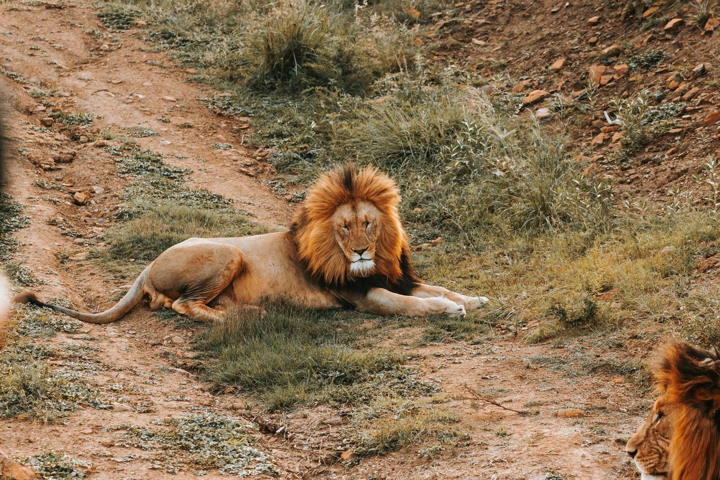 manlig lejon lägger på marken foto