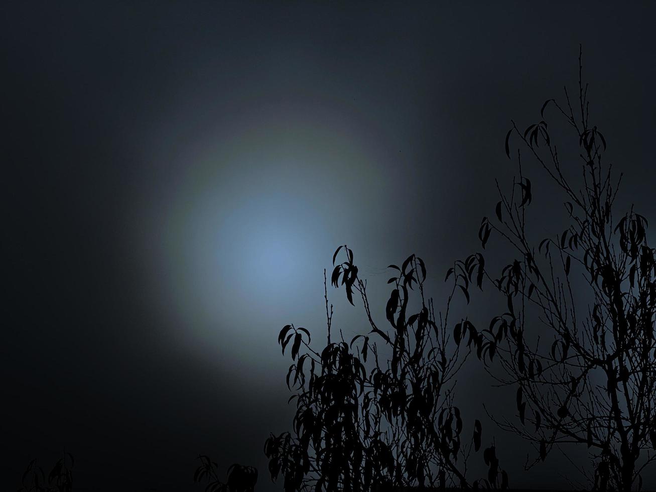 läskigt eller kusligt se, med dimma eller dimma över måne. mjuk fokus natt scen av full måne och bar träd grenar, i dimmig, molnig himmel. foto