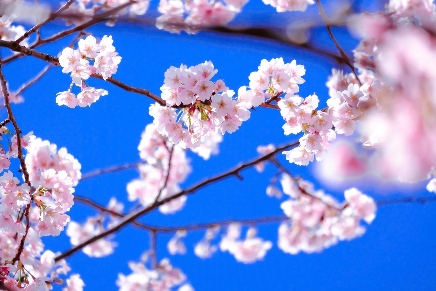 skön rosa körsbär blommar sakura med uppfriskande i de morgon- i japan foto