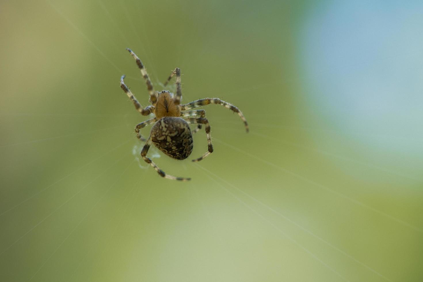 korsa Spindel krypande på en Spindel tråd. halloween skrämsel. en användbar jägare bland foto