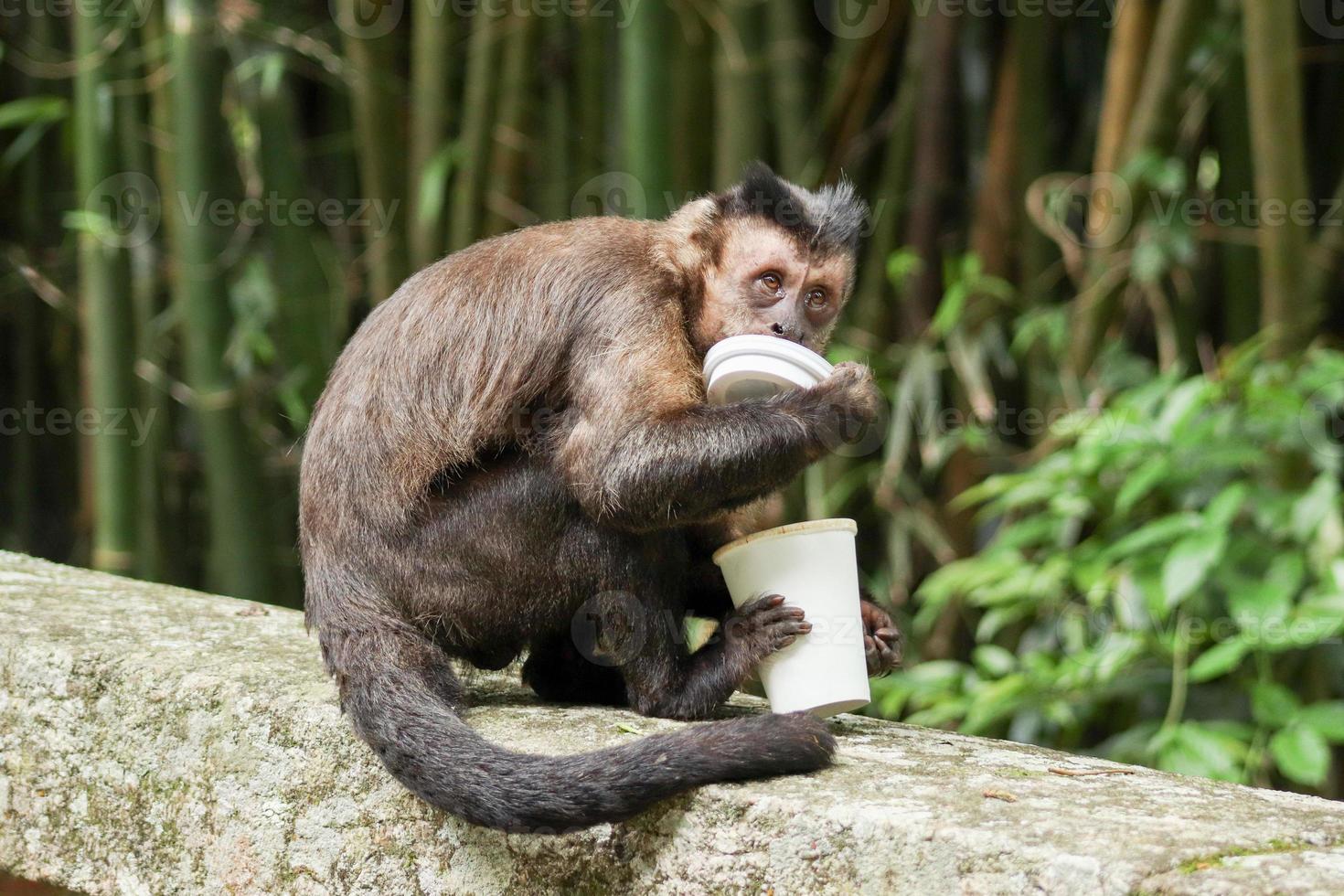 rio de Janeiro, rj, Brasilien, 2022 - capuchin apa greppar en kopp av soda från en skräp kan till dryck de dryck och äter en majsstärkelse kex på kejsarens tabell belvedere foto