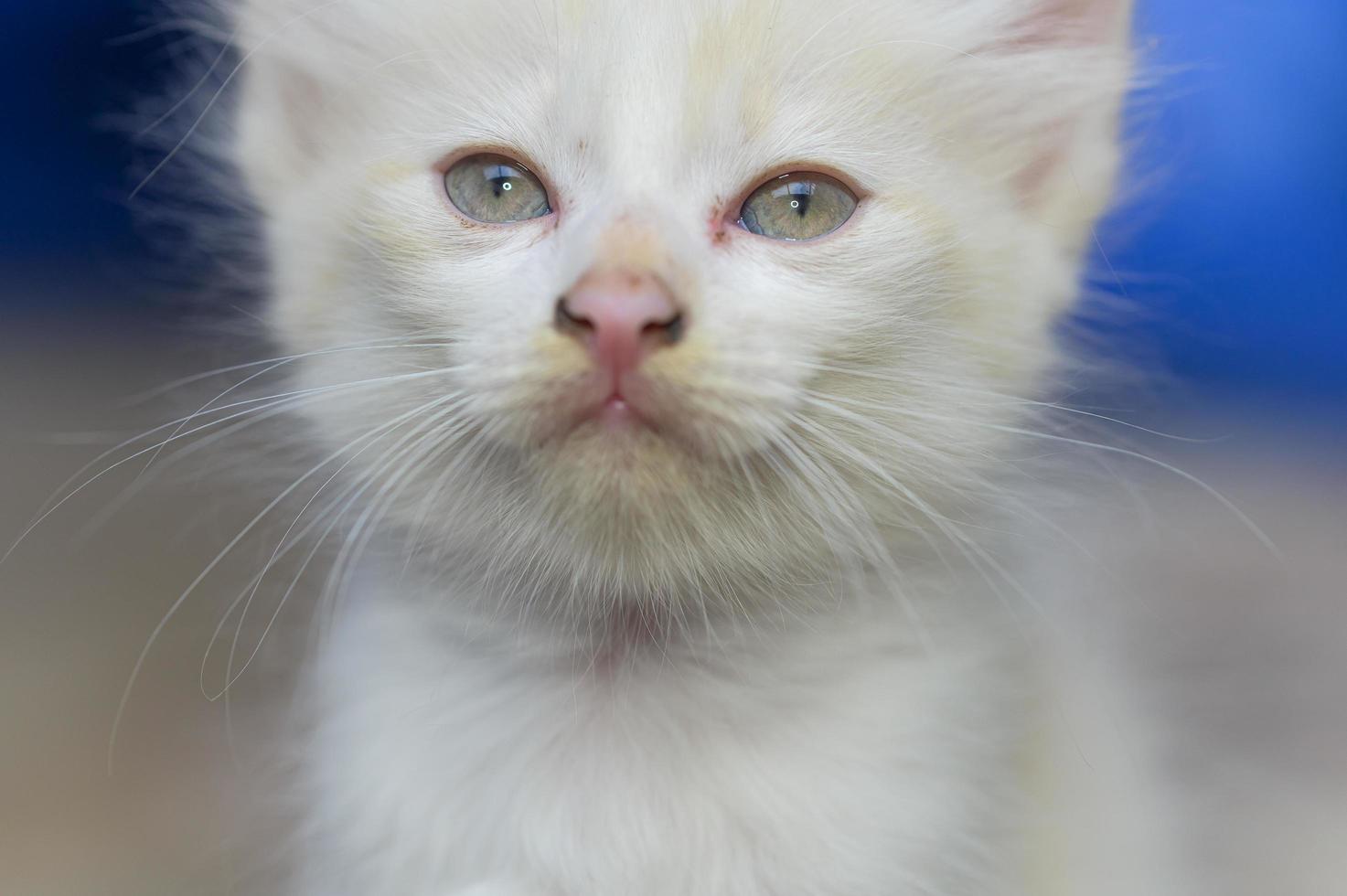 närbild av en vit kattunge foto