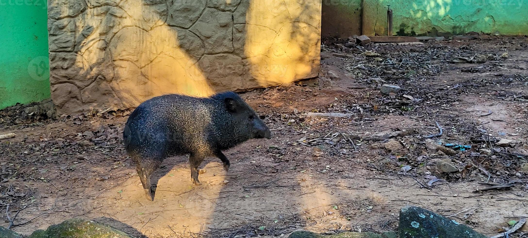 brasiliansk vild gris känd som peccary foto