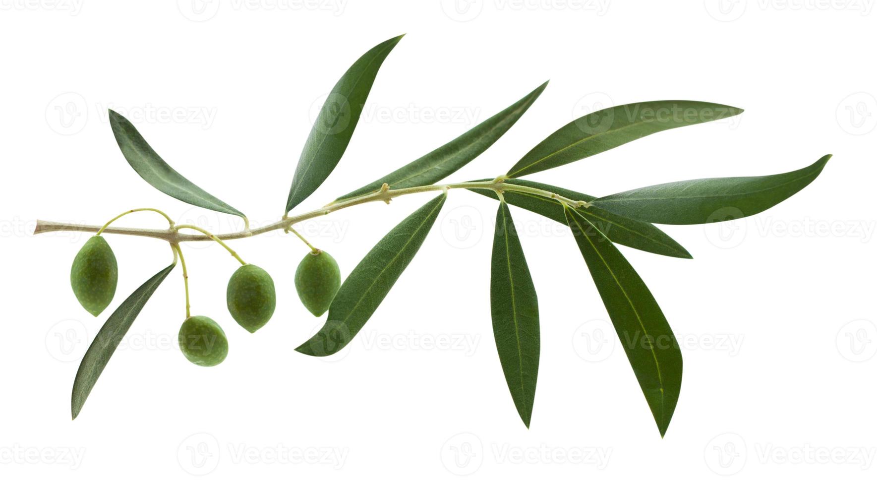 färsk oliv gren löv och oliv frukt isolerat på vit bakgrund foto
