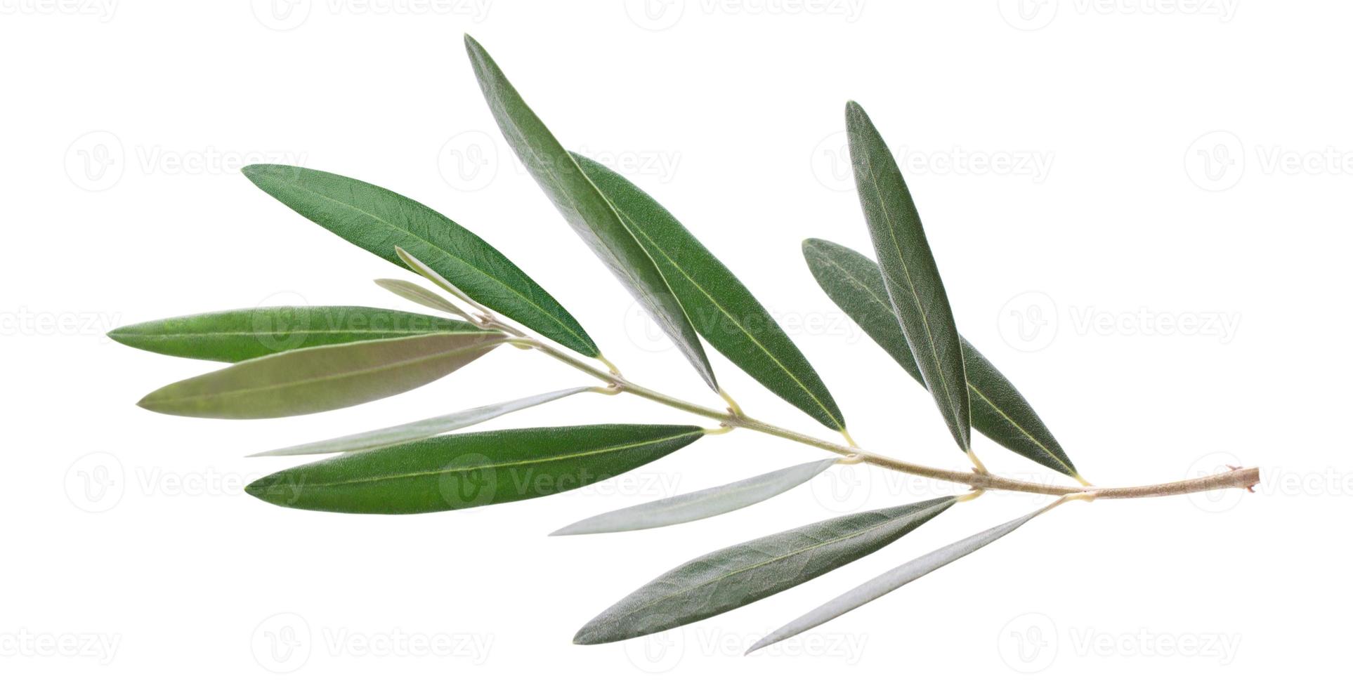 färsk oliv gren löv isolerat på vit bakgrund foto