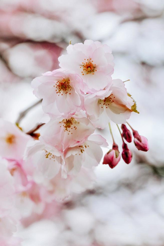 tittar upp på körsbärsblommor foto