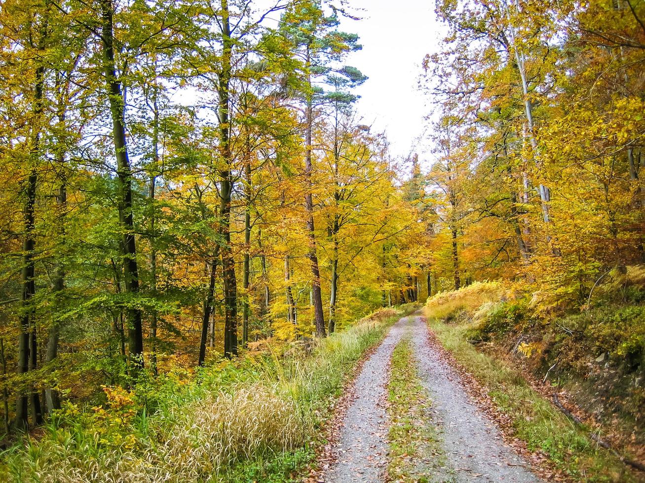 väg mellan höstens skog foto