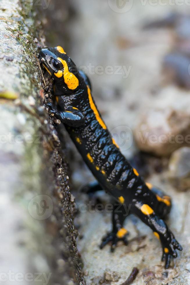 salamander på italiensk alps foto