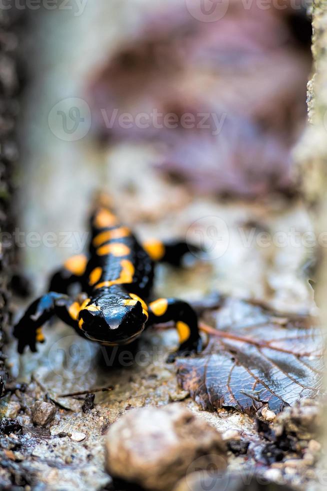 salamander på italiensk alps foto