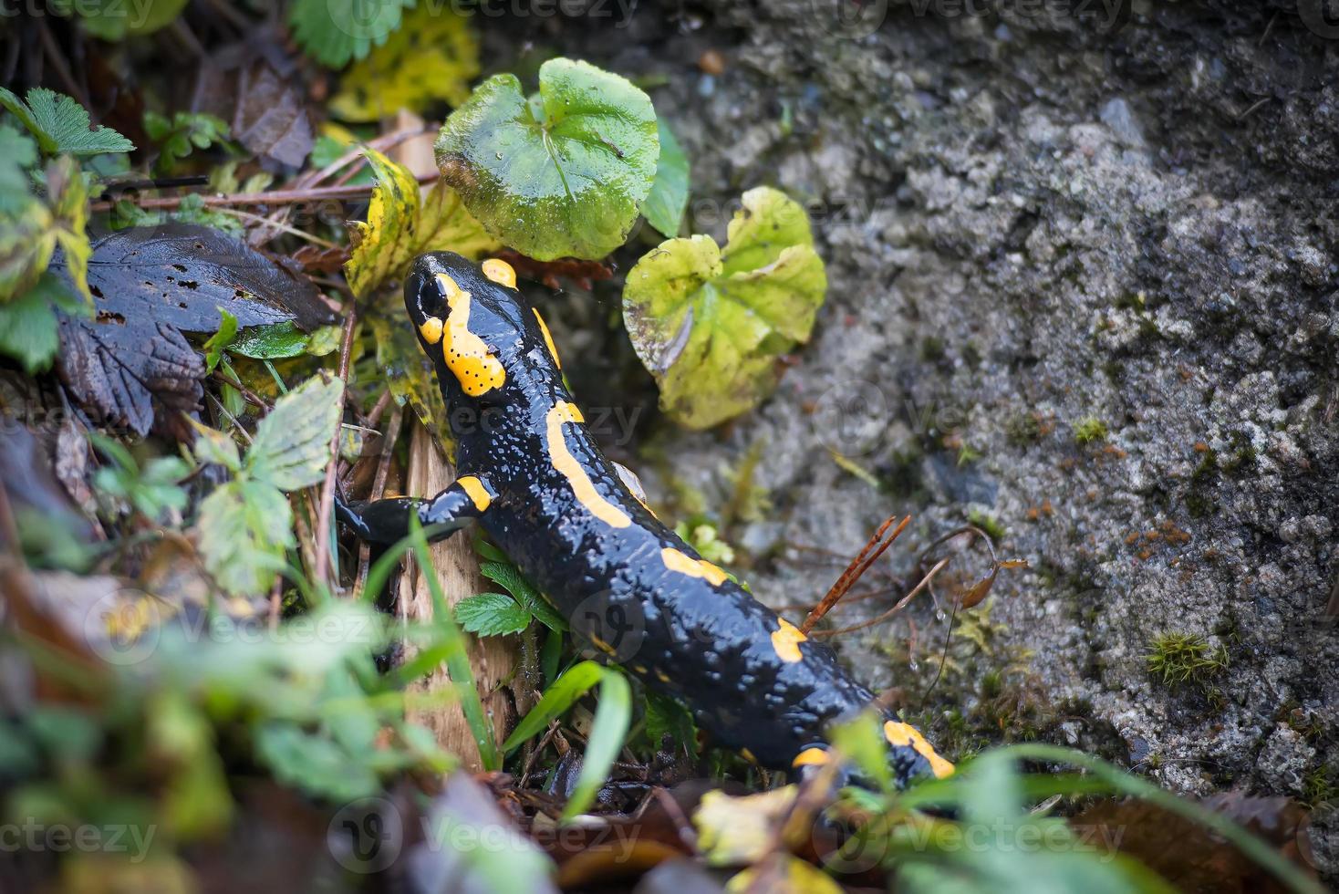 salamander på italiensk alps foto