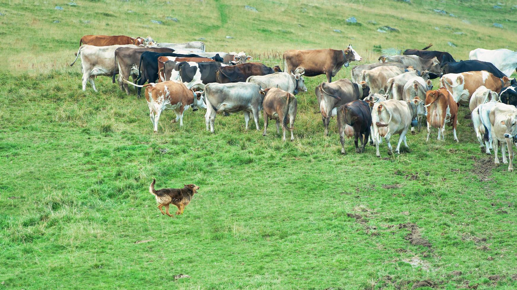 herde hund i verkan med en grupp av alpina kor foto