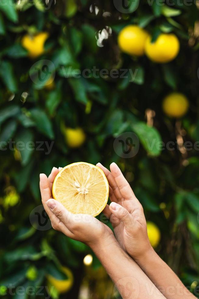 kvinna innehar halv av citron- i henne händer på citron- träd bakgrund. foto