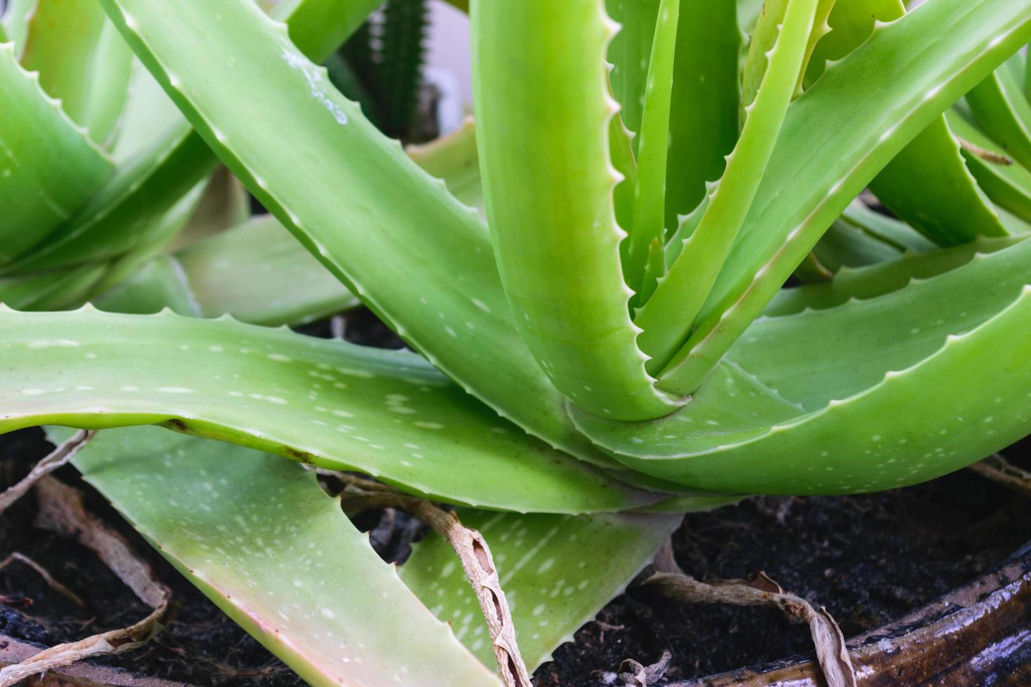 grön aloe vera-växt foto