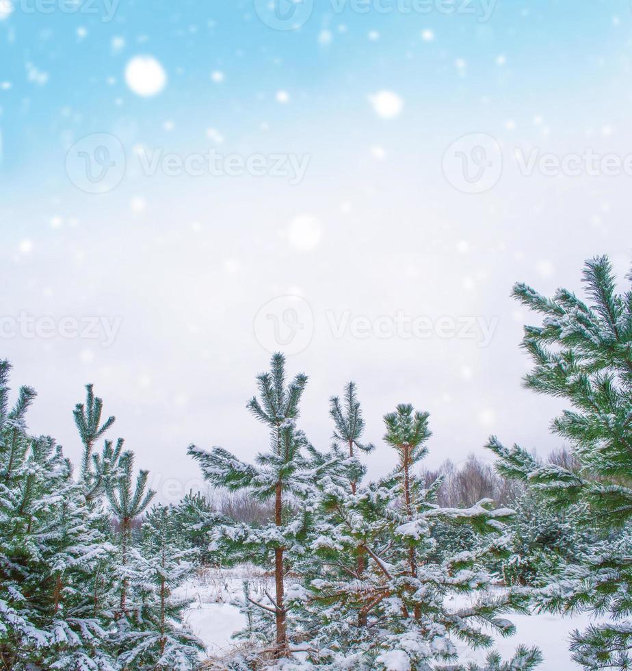 frusen vinterskog med snötäckta träd. foto