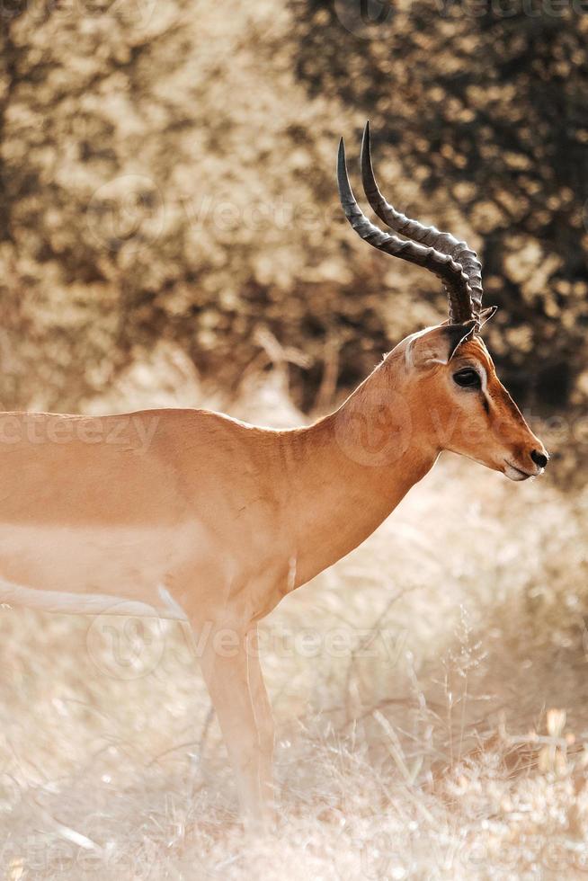 impala porträtt, söder afrika foto