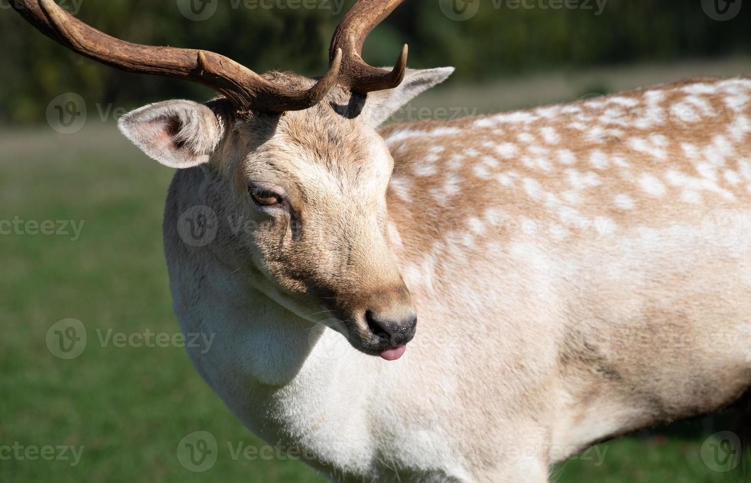 stänga upp och porträtt av en ung rådjur med horn. de rådjur är stående i en äng. han har vände sig hans huvud till de sida och pinnar hans tunga ut av hans mun lite. foto