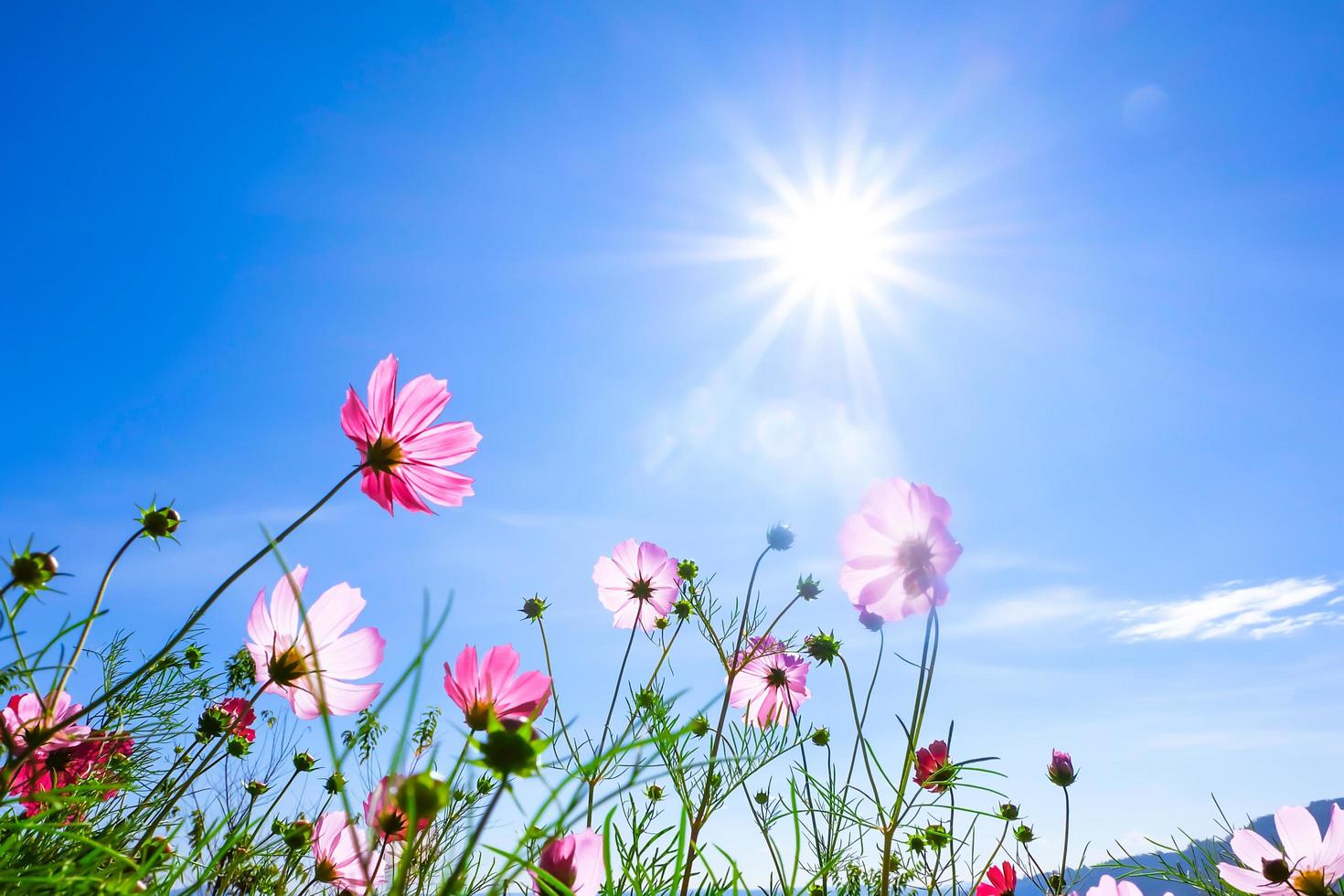 vacker kosmos blomma med blå himmel den soliga bakgrunden foto