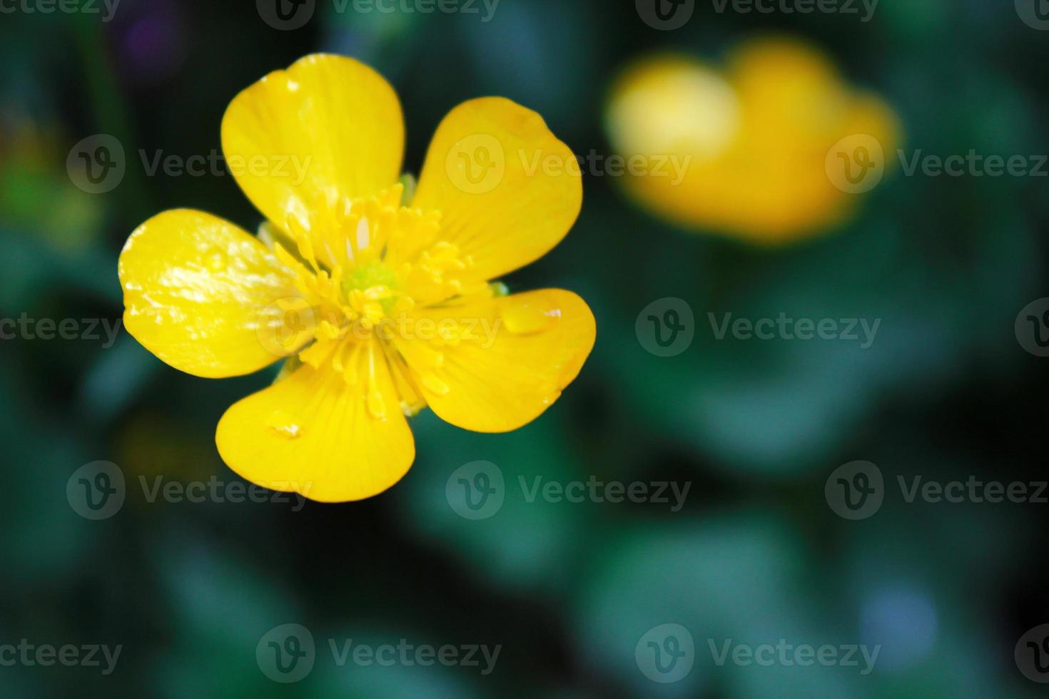 ljus gul blommor mot grön fläck bakgrund foto