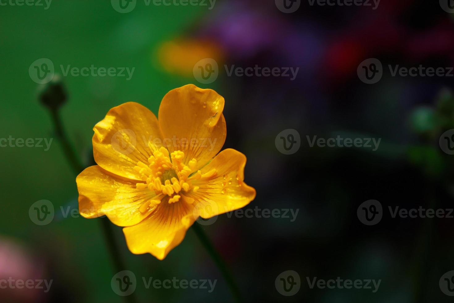 ljus gul blommor mot grön fläck bakgrund foto