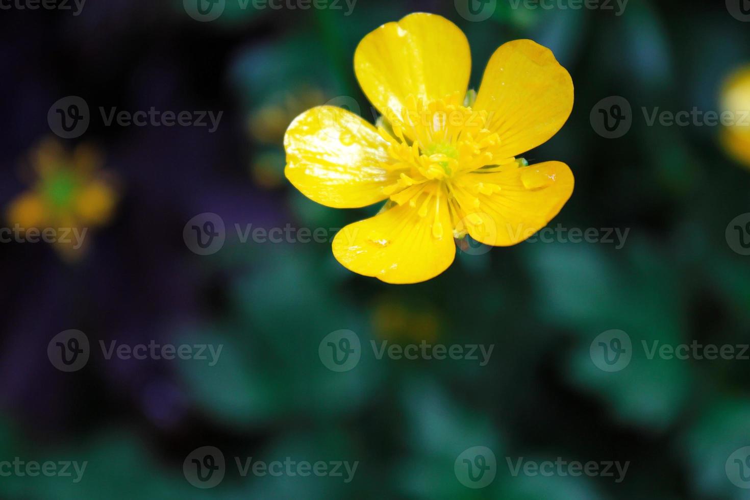 ljus gul blommor mot grön fläck bakgrund foto