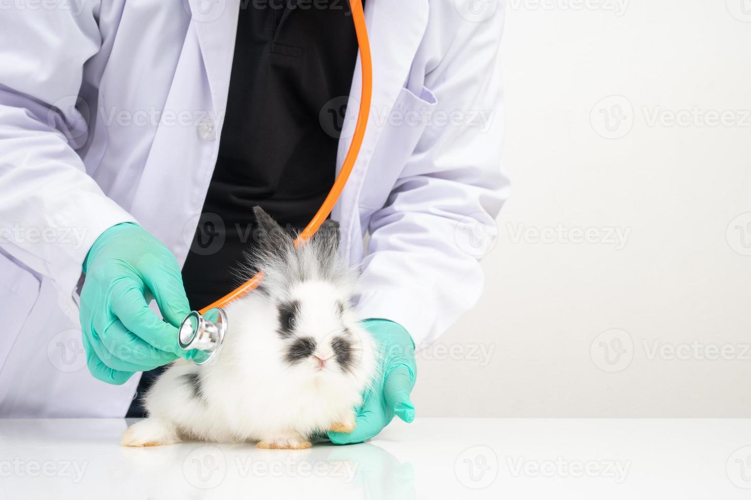 veterinärer använda sig av stetoskop till kolla upp de fluffig kanin hjärta och lunga i kliniker. begrepp av djur- sjukvård med en professionell i en sjukhus foto