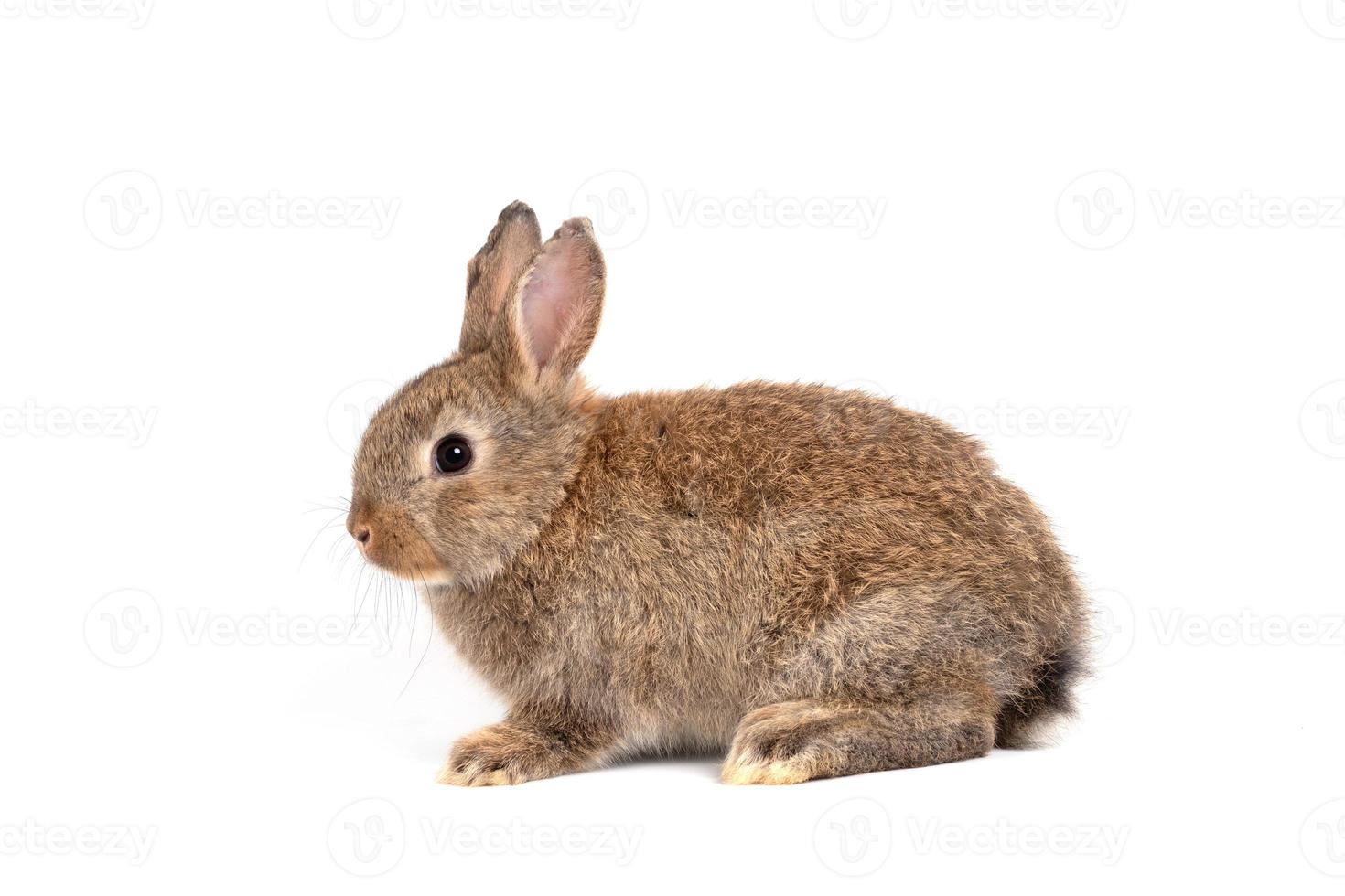 hårig och fluffig söt röd brun kanin upprätt öron är Sammanträde se i de kamera, isolerat på vit bakgrund. begrepp av gnagare sällskapsdjur och påsk. foto