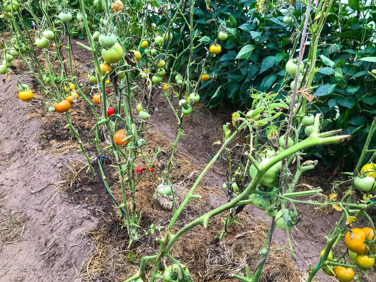 lergods sängar, växande frukt gröda. tomater växa i de trädgård. röd, gul, runda och saftig frukt i de växthus. trädgårdsarbete, växt vård foto