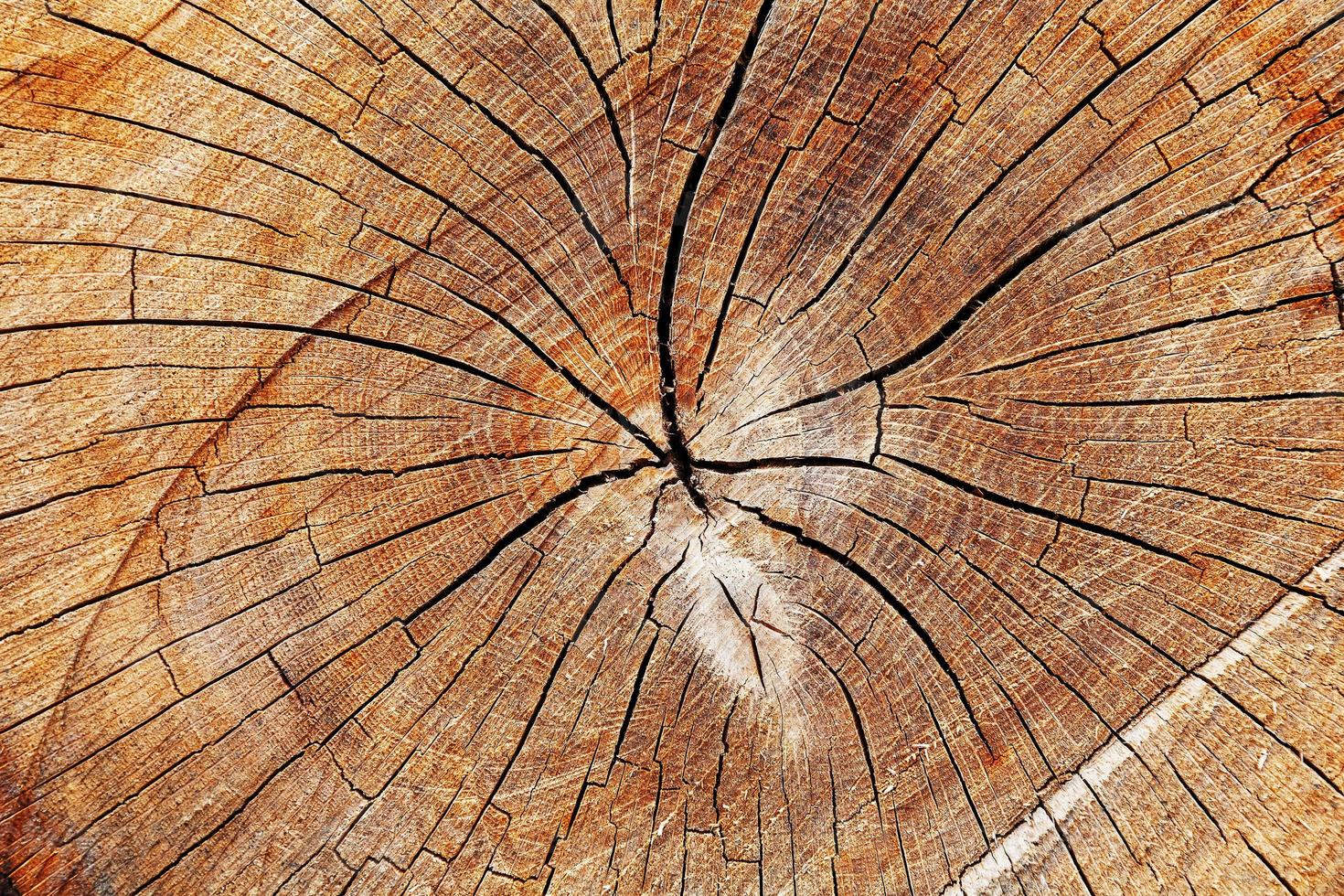 de stubbe av en fällda träd, en skära av de trunk med årlig ringar och sprickor, de textur av de sågade stubbe foto
