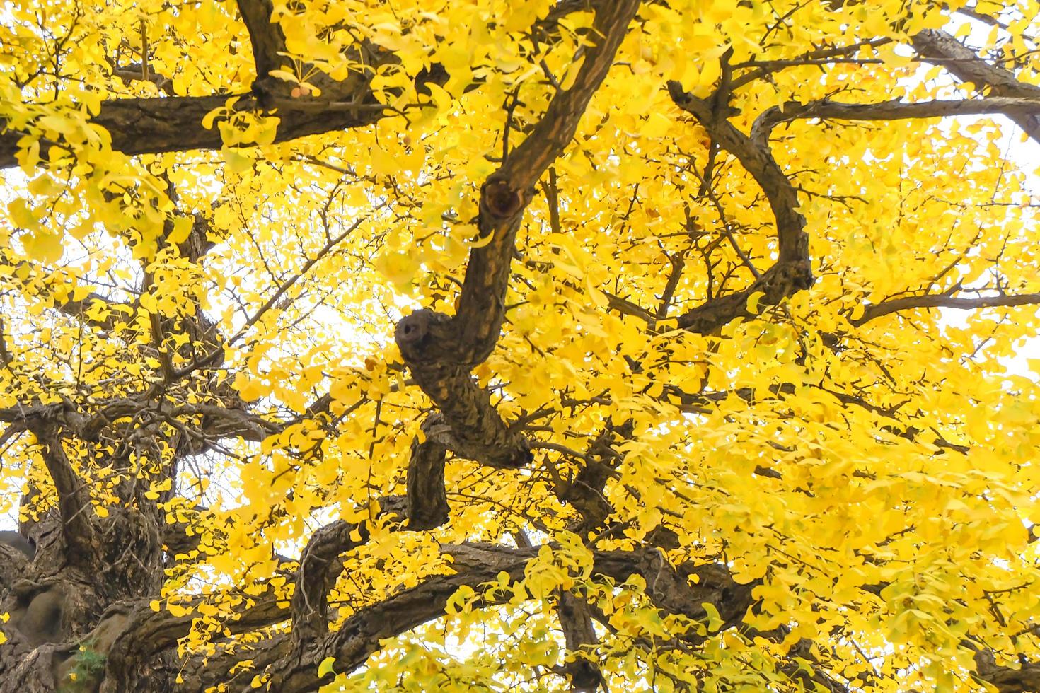 gingko biloba löv gul av gren träd i höst foto