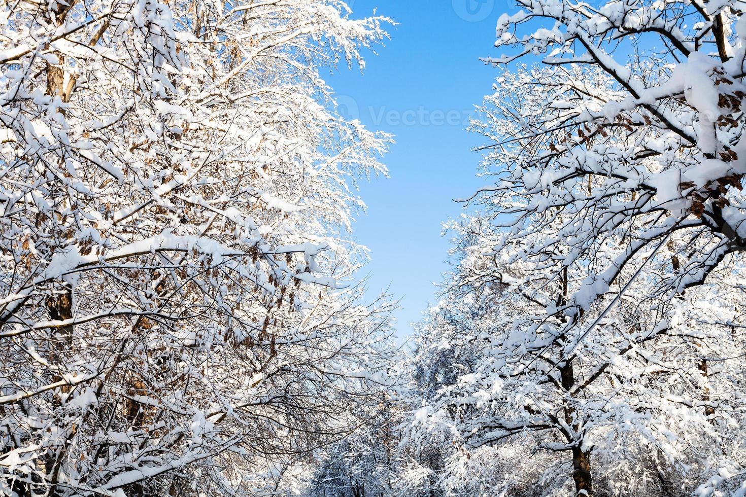 botten se av blå himmel mellan snöig träd foto