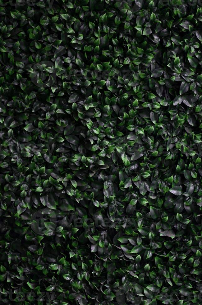 grön murgröna växer längs de vägg. textur av tät tjocklekar av vild vin foto