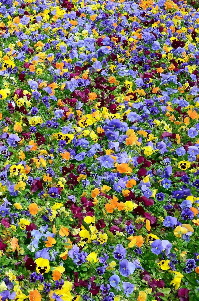 Flerfärgad fikus blommor eller pansies stänga upp som bakgrund eller kort foto