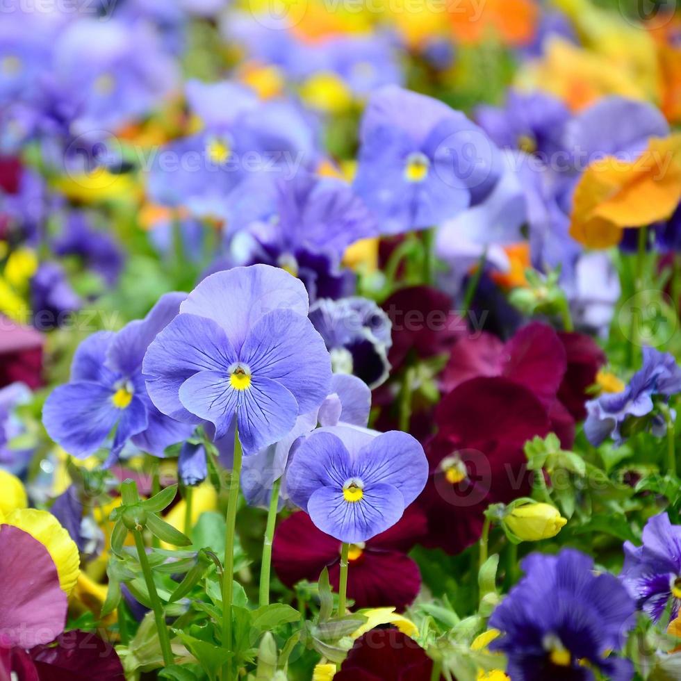 Flerfärgad fikus blommor eller pansies stänga upp som bakgrund eller kort foto