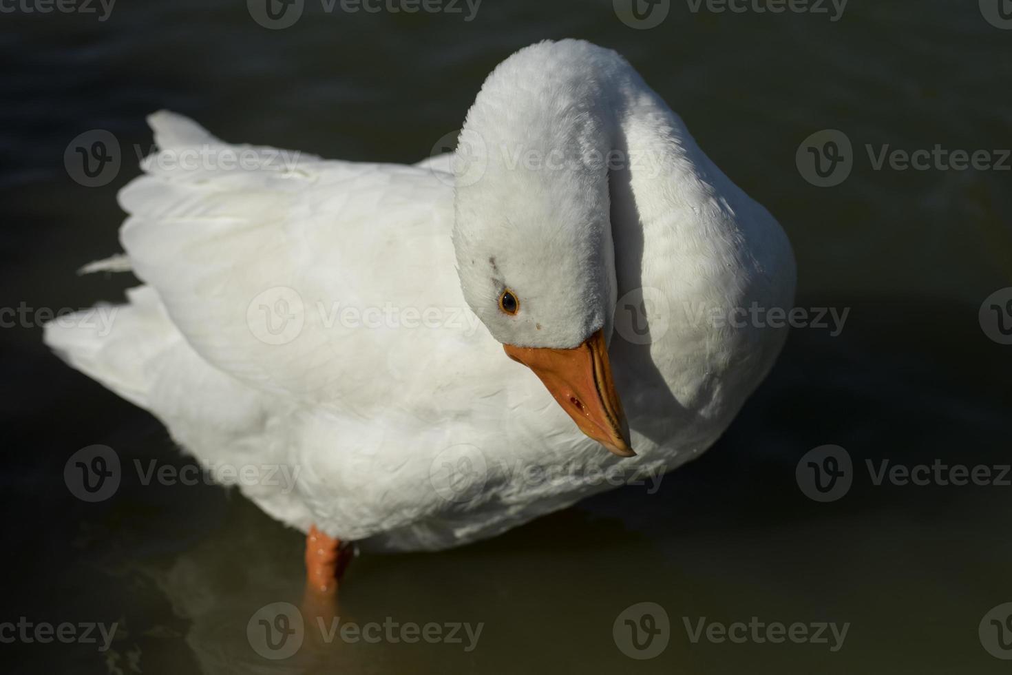 gås tvättades i vatten. vit gås på sjö. sjöfågel står i vatten. foto