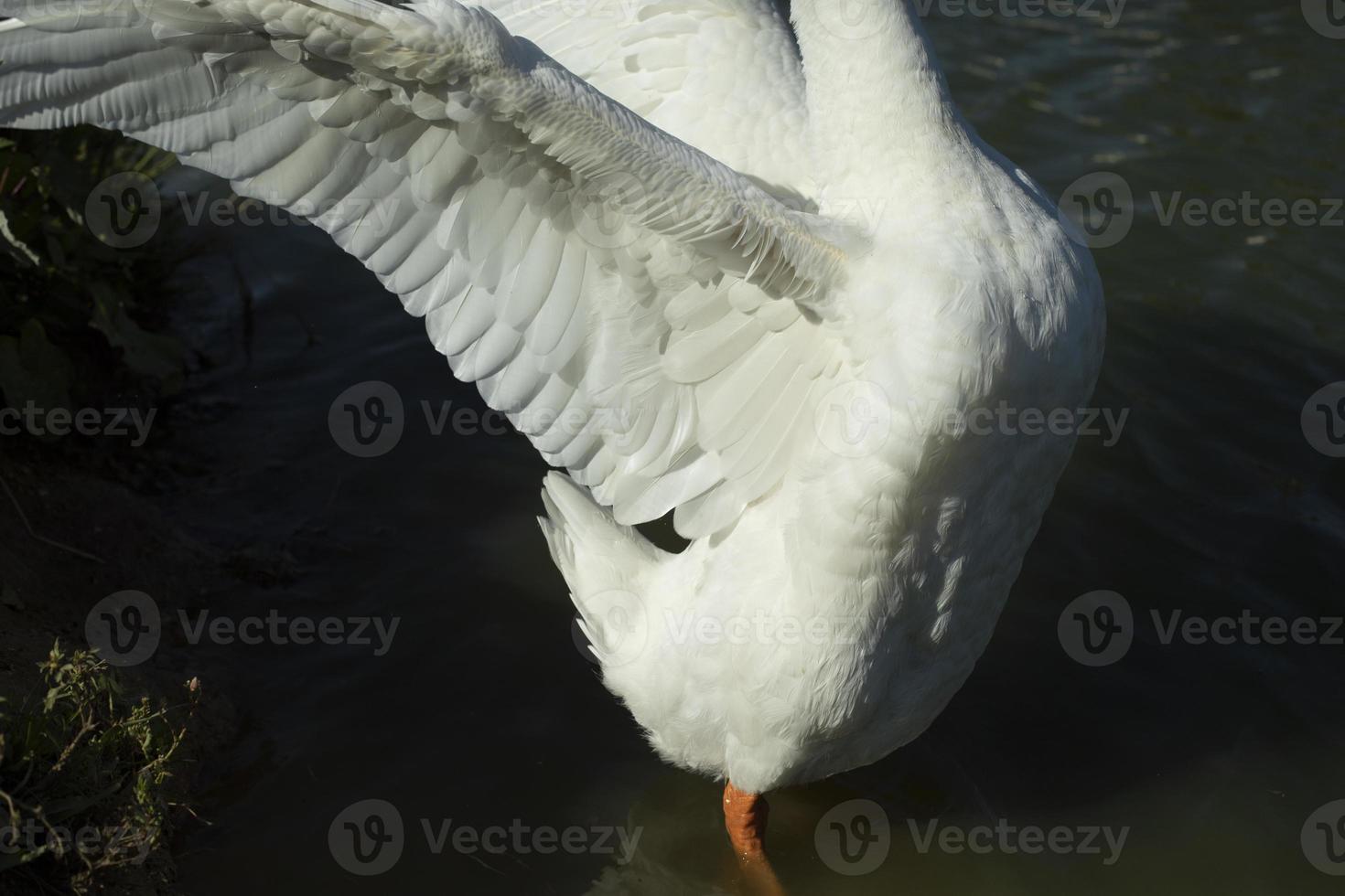 gås vinge. gås klaffar dess vingar. vattenfågel. detaljer av liv. foto